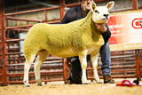 10 lot 160 - 2nd prize ewe lamb okehall 2000